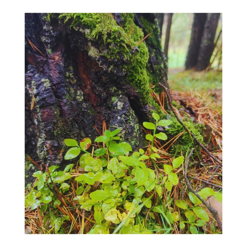 capta los electrones de la tierra alivia la inflamación del cuerpo mejora l_20241004_005510_00018265517467422488671.