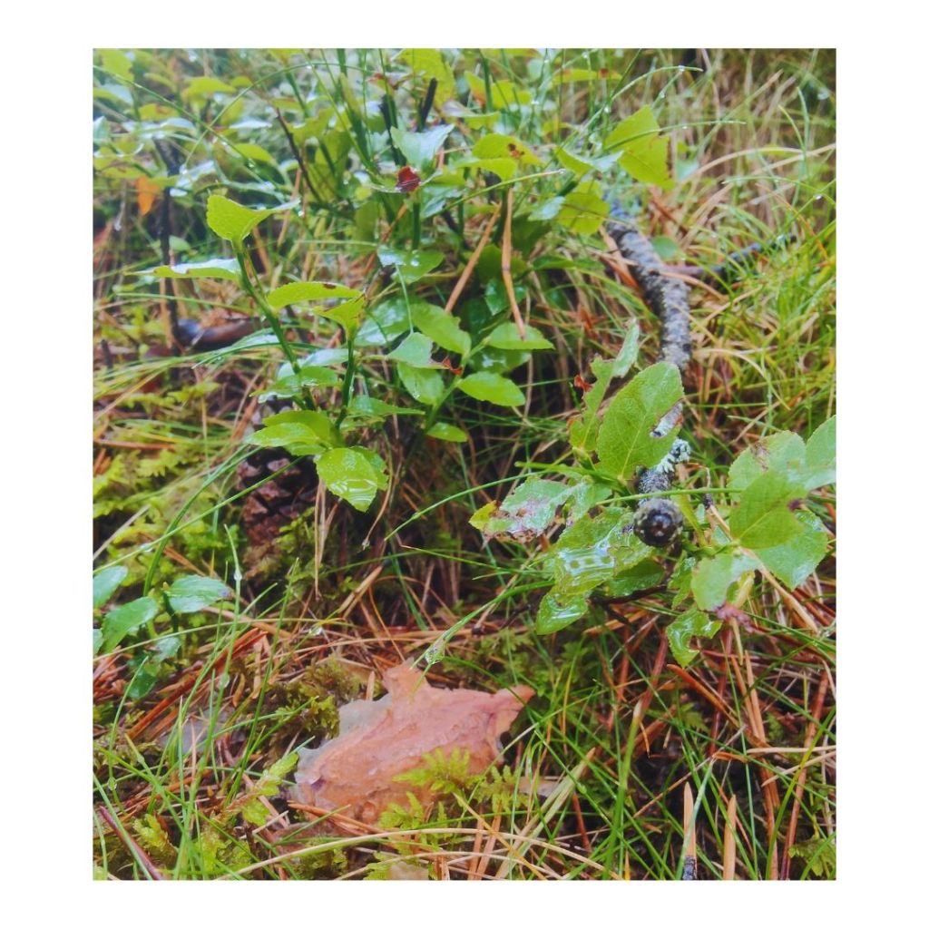 capta los electrones de la tierra alivia la inflamación del cuerpo mejora l_20241004_005510_00041626197301380226932.